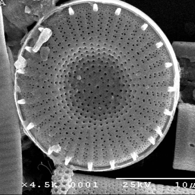 Lake  Erie  Er43  Steph Alpinus  Type  Ii  Iii One Remiprt Adj Fulto  Sem 1