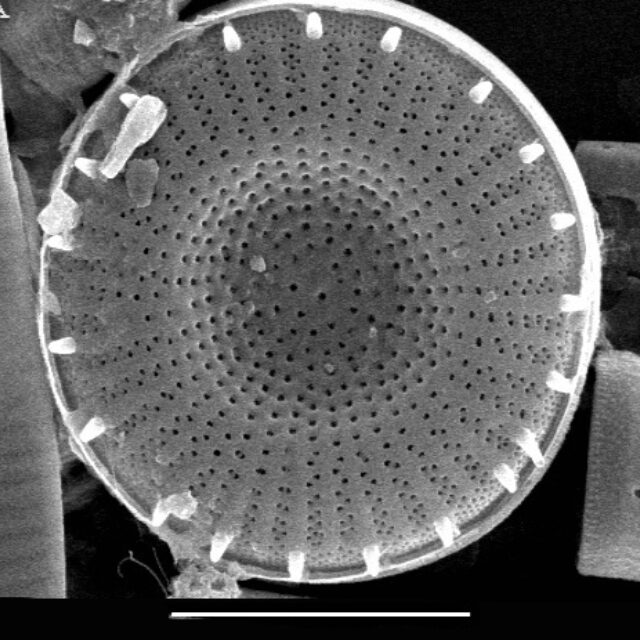 Lake  Erie  Er43  Steph Alpinus  Type  Ii  Iii One Remiprt Adj Fulto  Sem 1 Copy