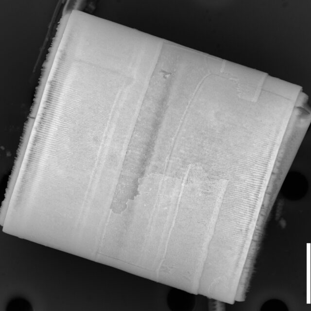 Melosira normannii SEM1