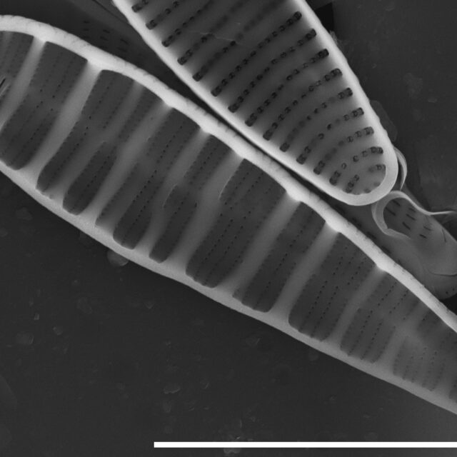 Meridion circulare SEM1