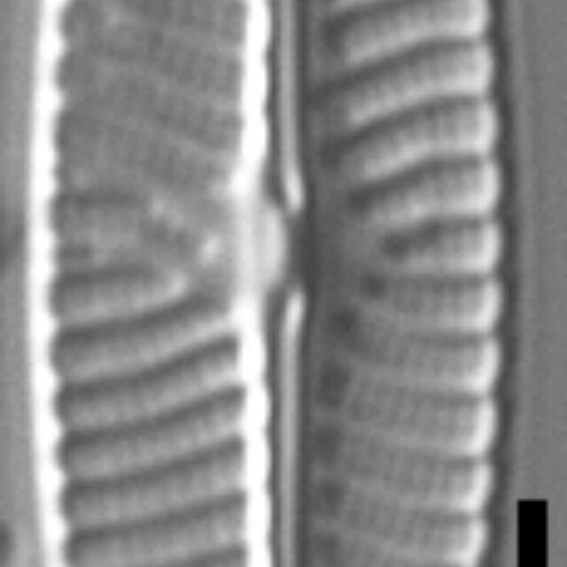 Navicula cryptotenella LM6