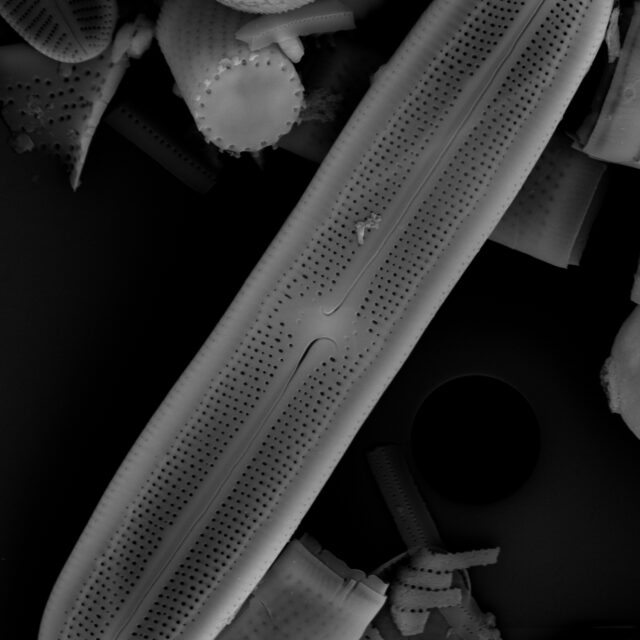 Neidium bisulcatum SEM1 10 µm