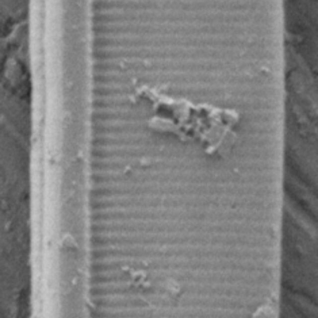 Nitschia alaskana SEM1