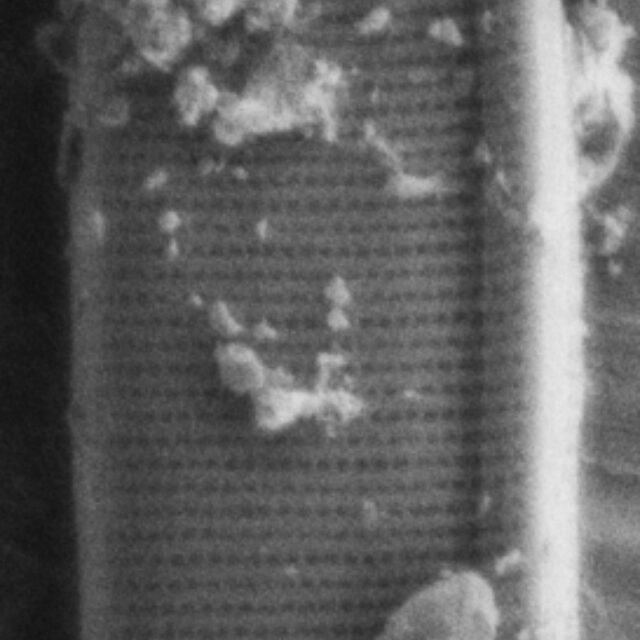 Nitschia alaskana SEM2