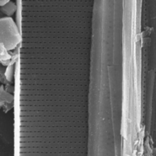 Nitschia alaskana SEM3