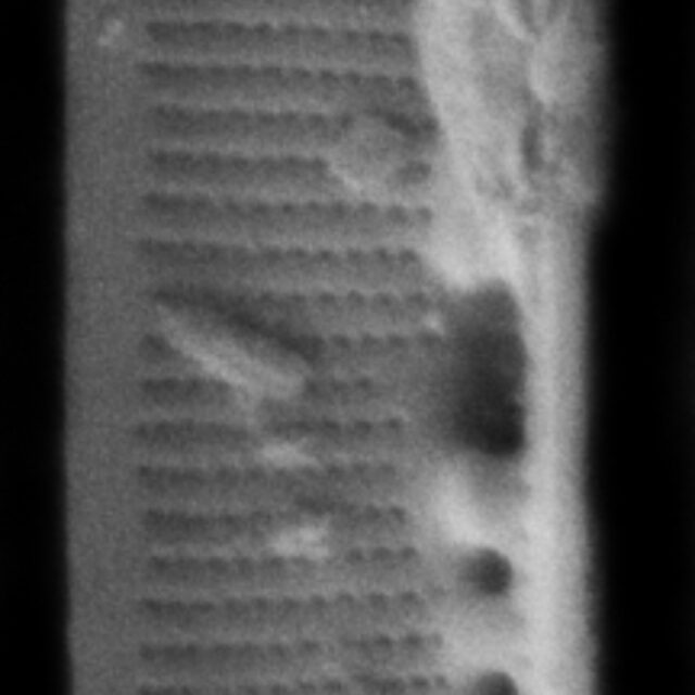 Nitzschia lacunicola SEM1