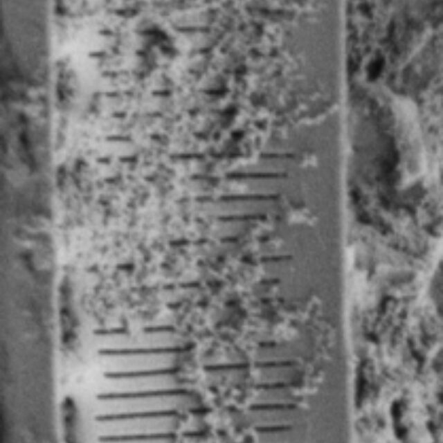 Nitzschia lacunicola SEM2