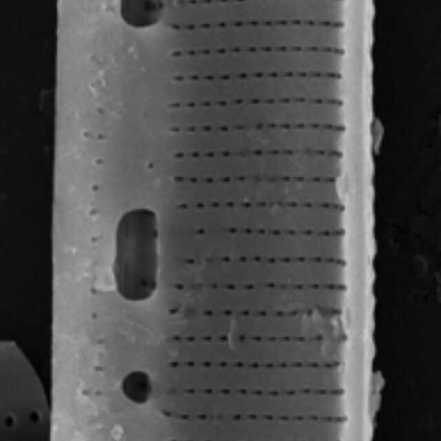 Nitzschia lacunicola SEM3