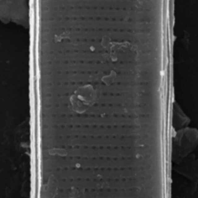 Nitzschia lacunicola SEM4