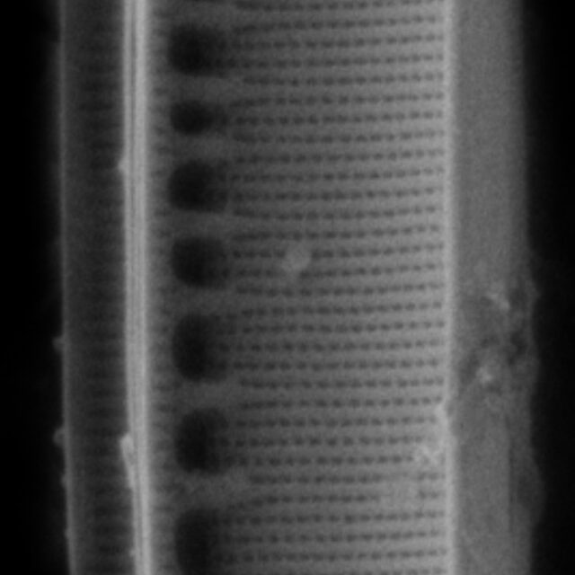 Nitzschia sublinearis SEM1