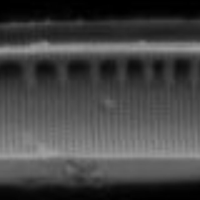 Nitzschia sublinearis SEM1