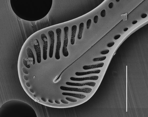Pinnularia formica SEM1