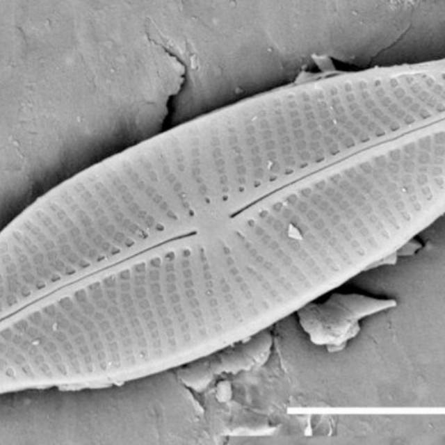 Sellaphora vincentiana SEM1