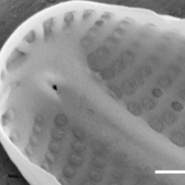 Sellaphora vincentiana SEM3