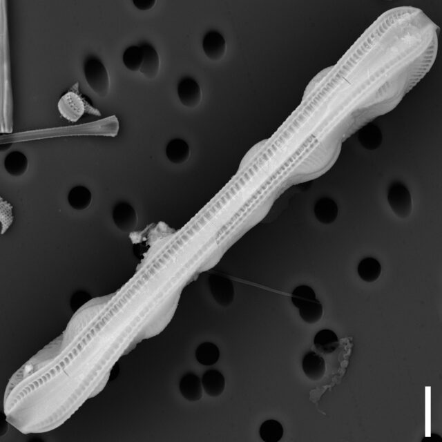 Surirella librile SEM2