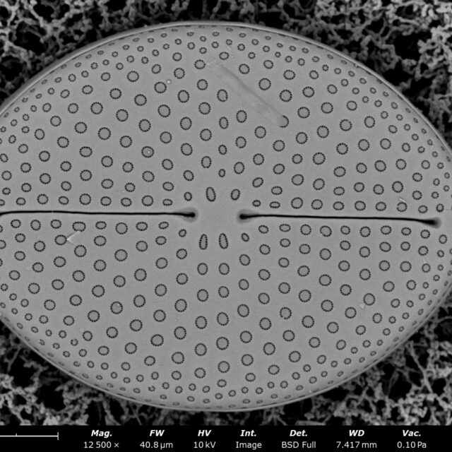 Mastogloia fimbriata SEM1