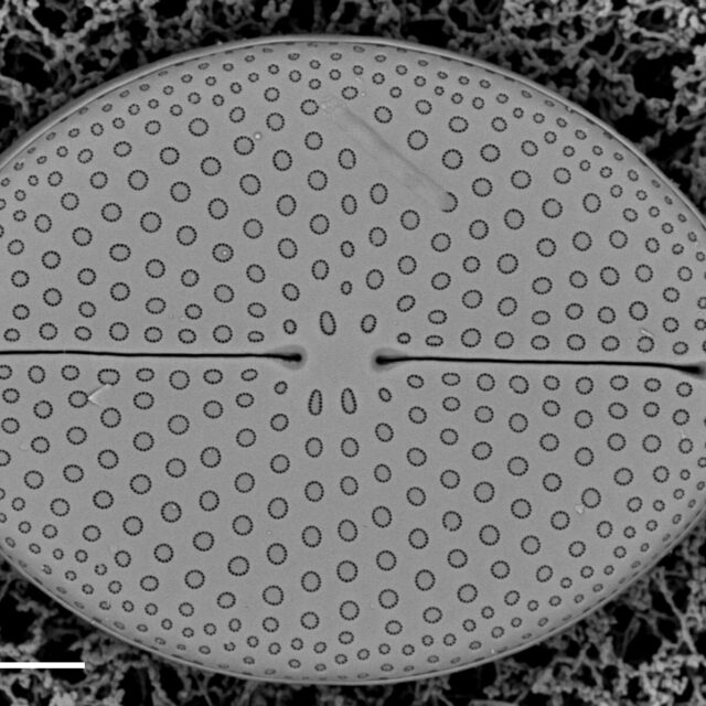Mastogloia fimbriata SEM1
