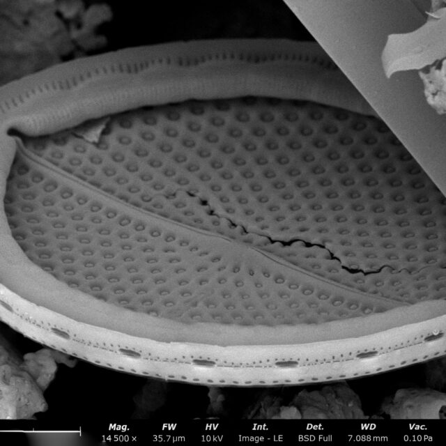 Mastogloia fimbriata SEM2