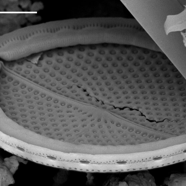 Mastogloia fimbriata SEM2