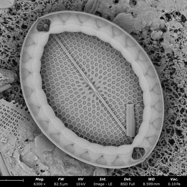 Mastogloia fimbriata SEM3