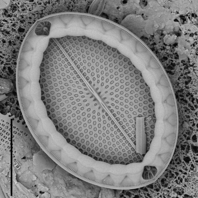 Mastogloia fimbriata SEM3