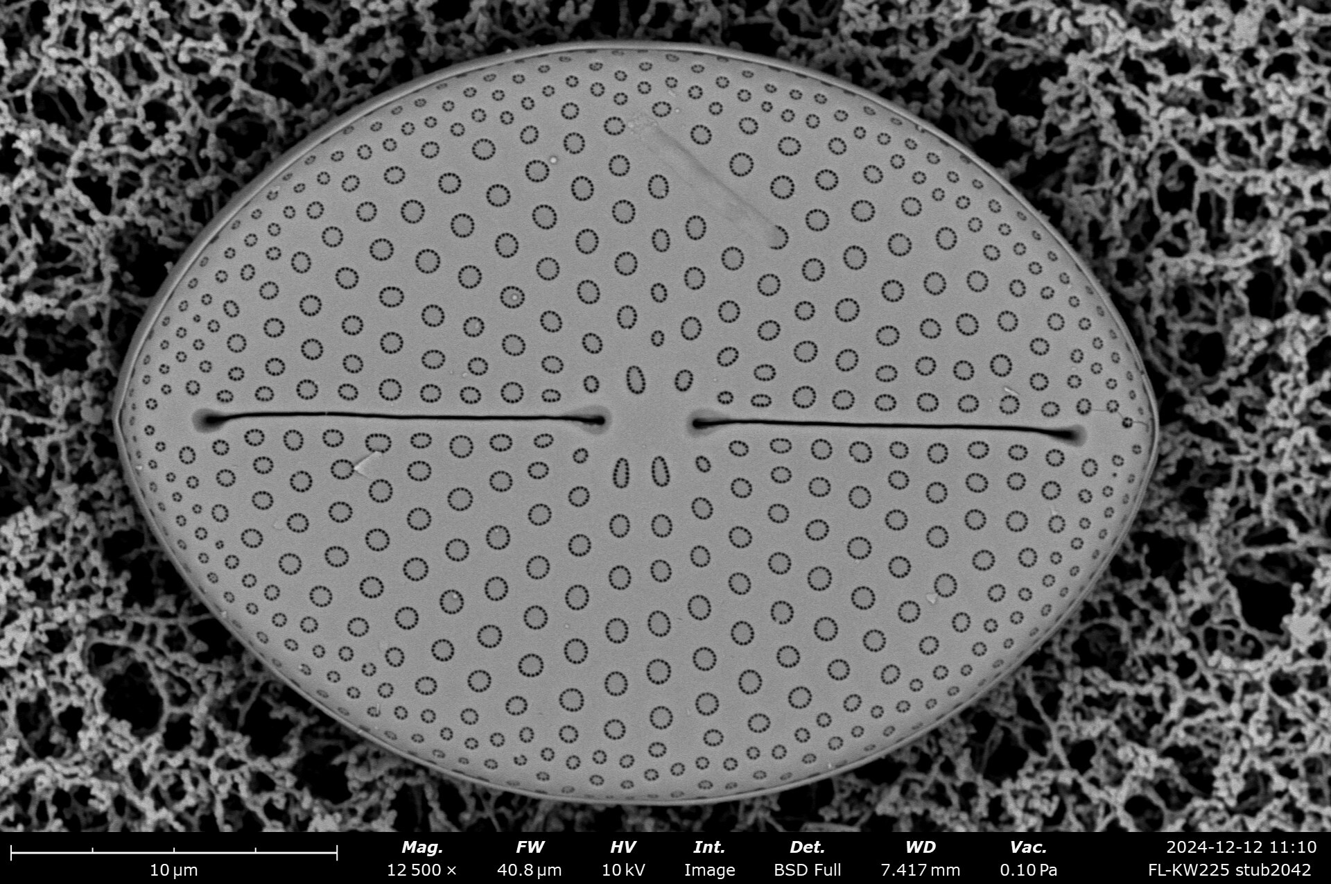 Mastogloia fimbriata SEM1