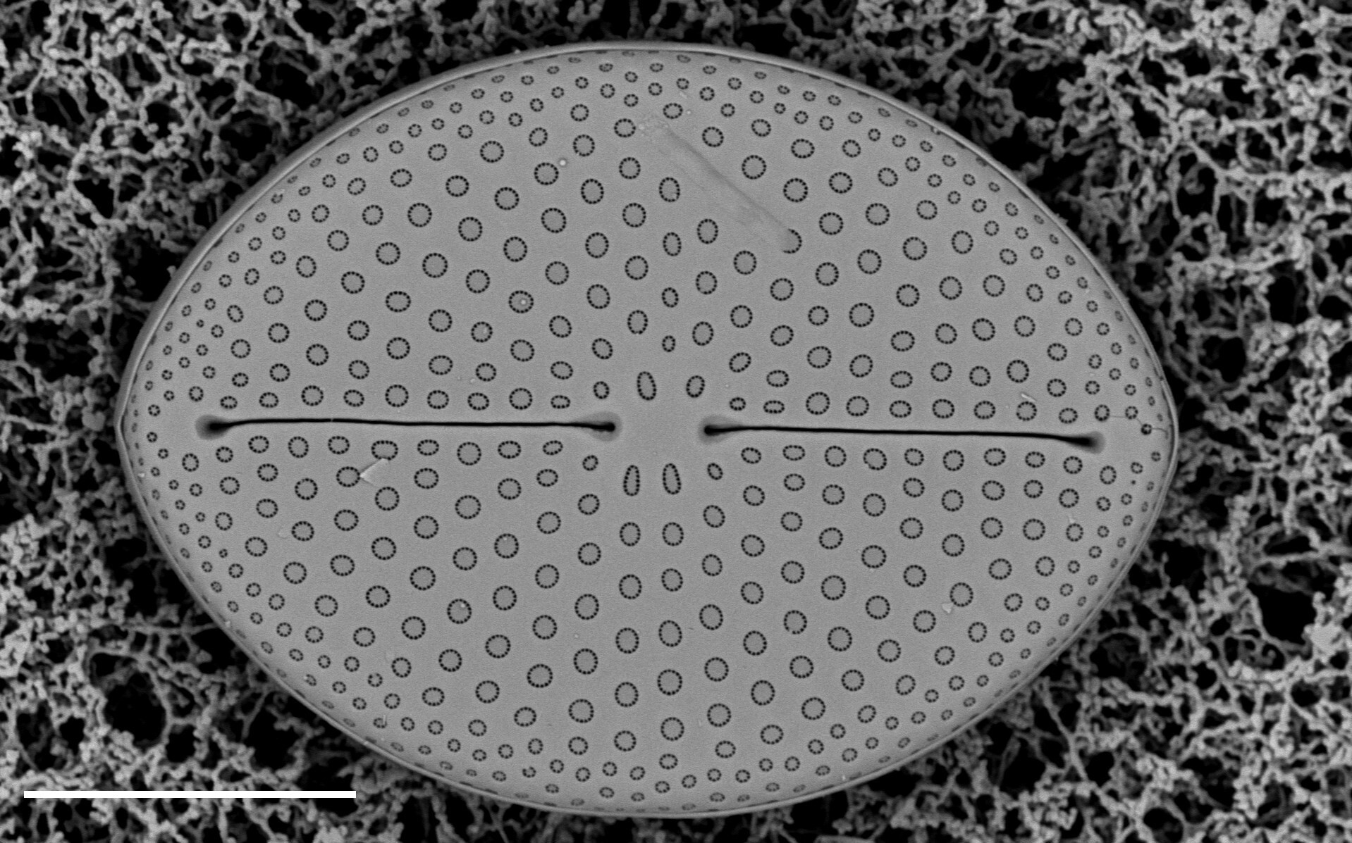 Mastogloia fimbriata SEM1