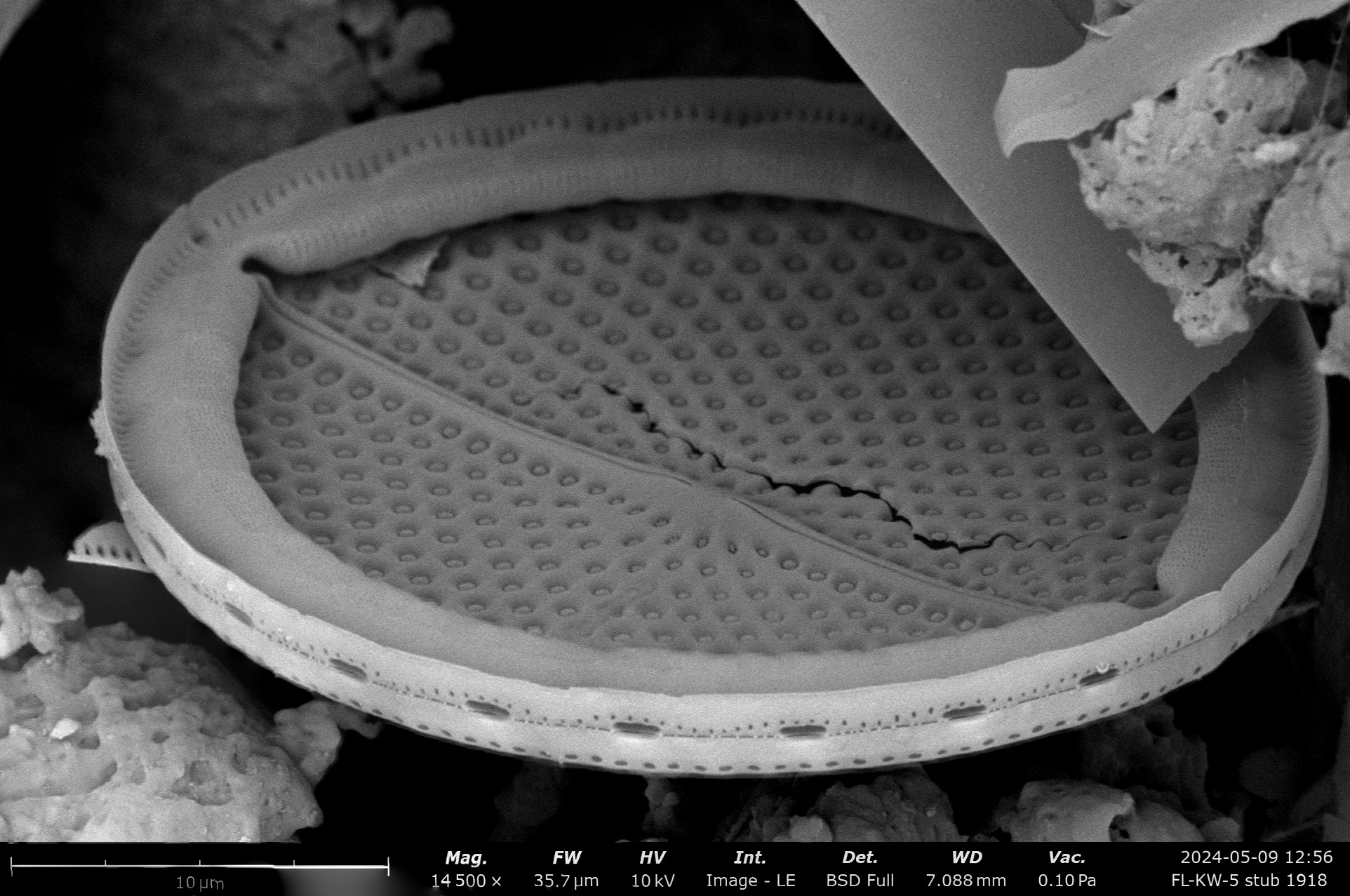 Mastogloia fimbriata SEM2