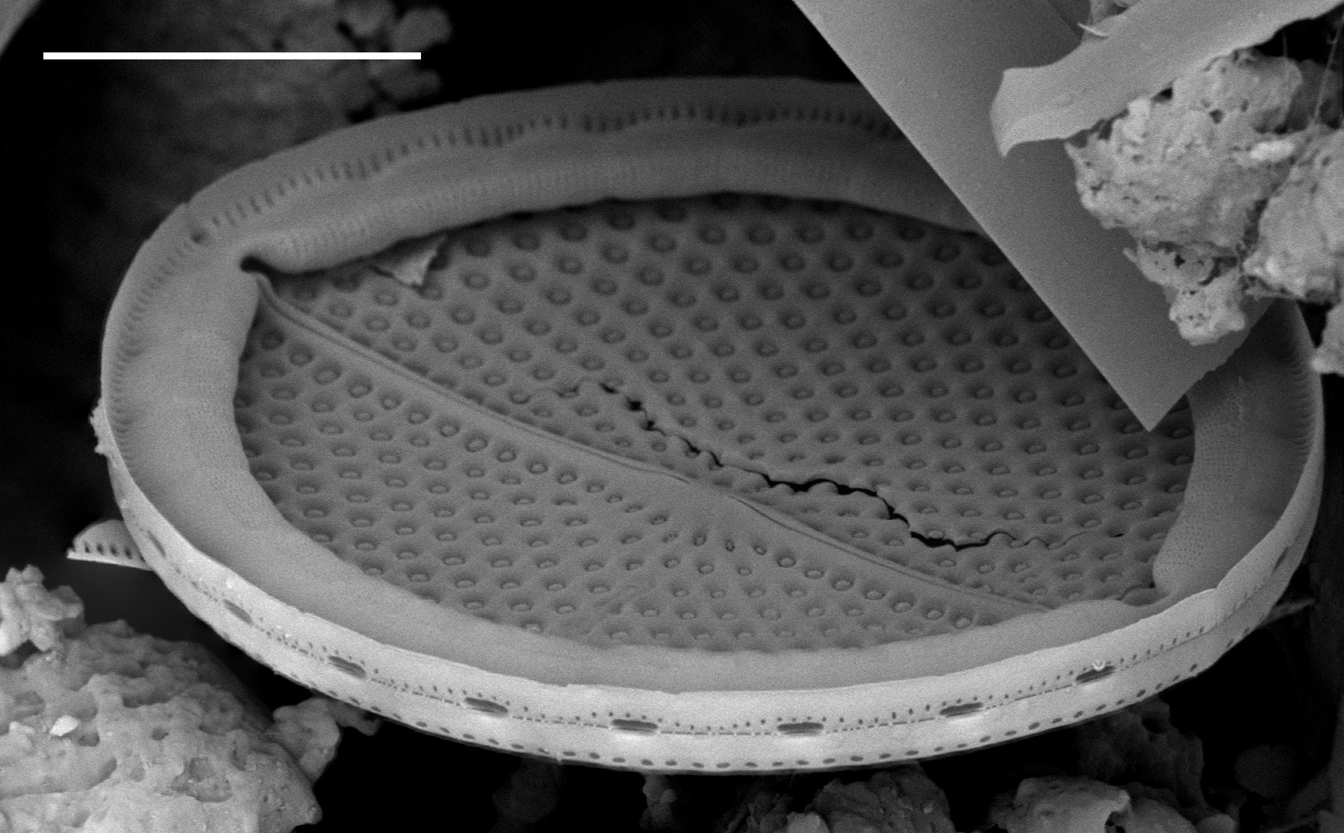 Mastogloia fimbriata SEM2