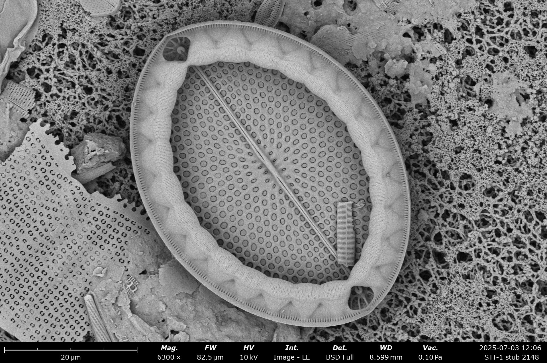 Mastogloia fimbriata SEM3