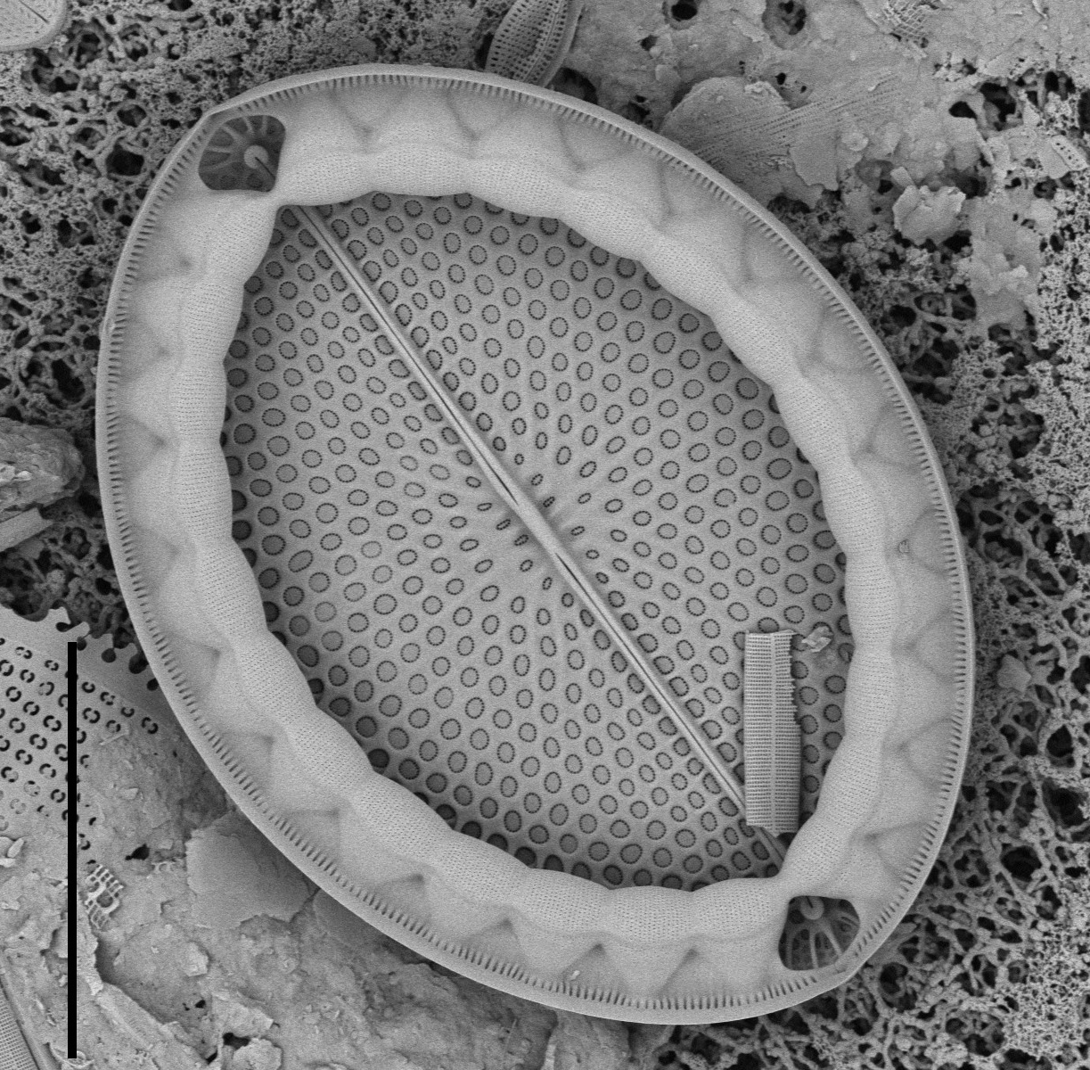 Mastogloia fimbriata SEM3